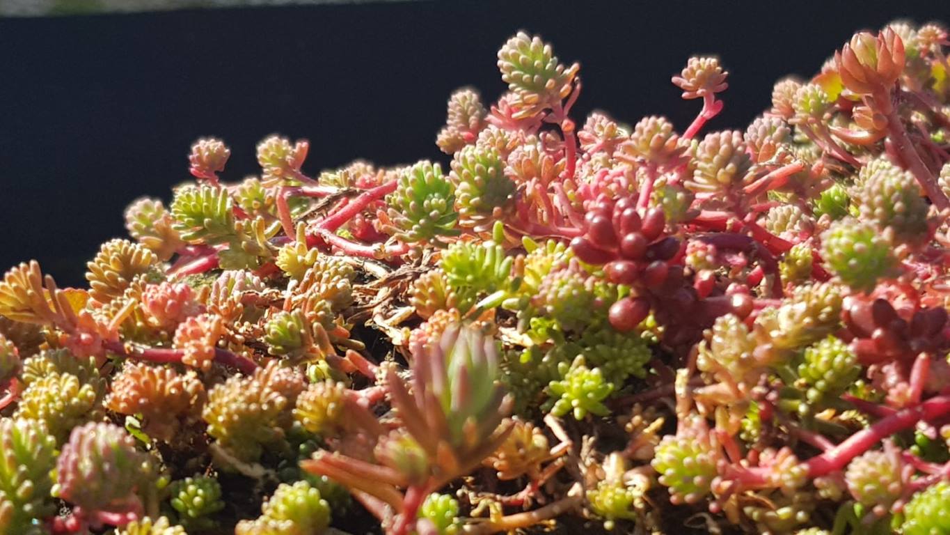 Waarom sedum?